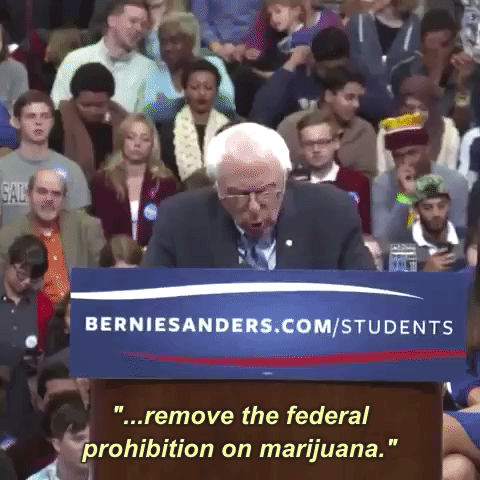 bernie legalizing marijuana.gif