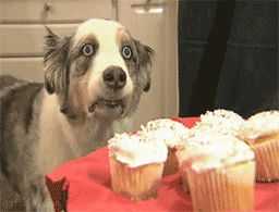 cupcake-dog.gif