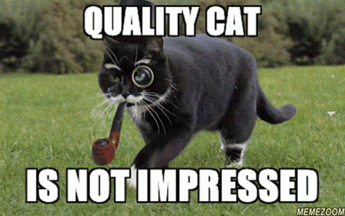 quality cat.gif